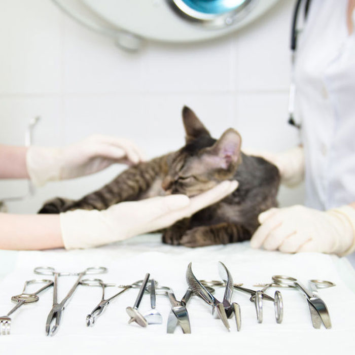 Хирургические манипуляции в ветеринарном центре Кристи