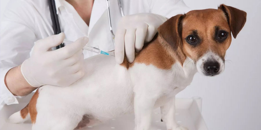 Вакцинация кошек собак и других домашних животных